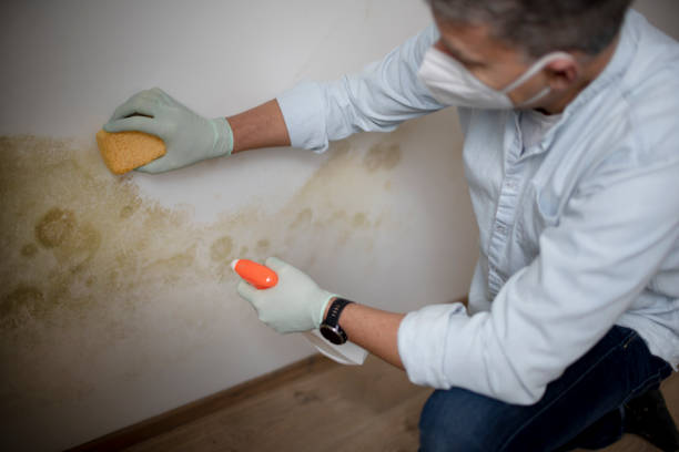 Mold Removal Process in East Syracuse, NY