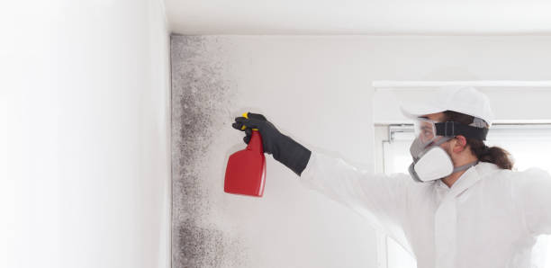 Trusted East Syracuse, NY Mold Removal Experts