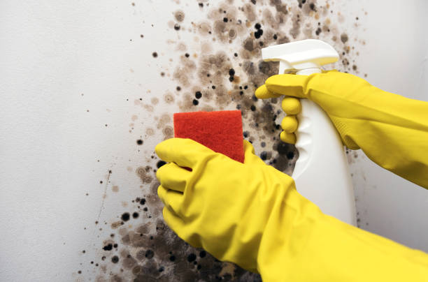 Best Mold Remediation  in East Syracuse, NY